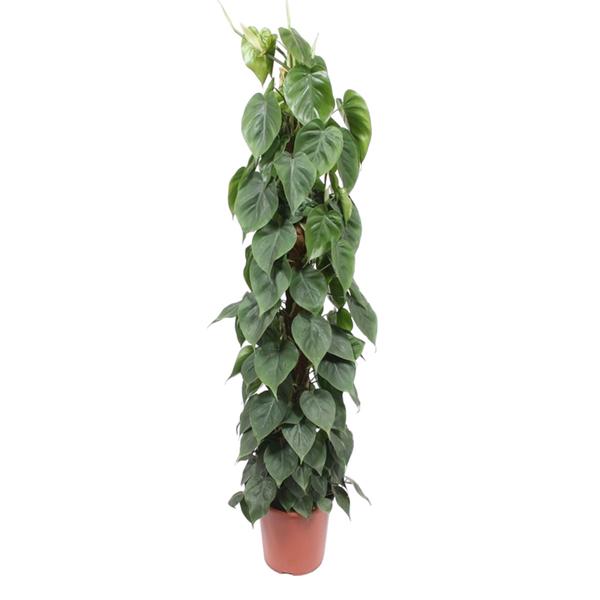 Philodendron Scandens "Kletter-Philodendron" - (Ø27cm, ⭥160cm)