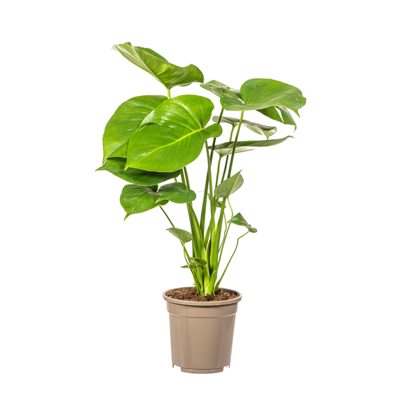 Monstera Deliciosa Tauerii "Fensterblatt" - (Ø19cm, ⭥60cm)