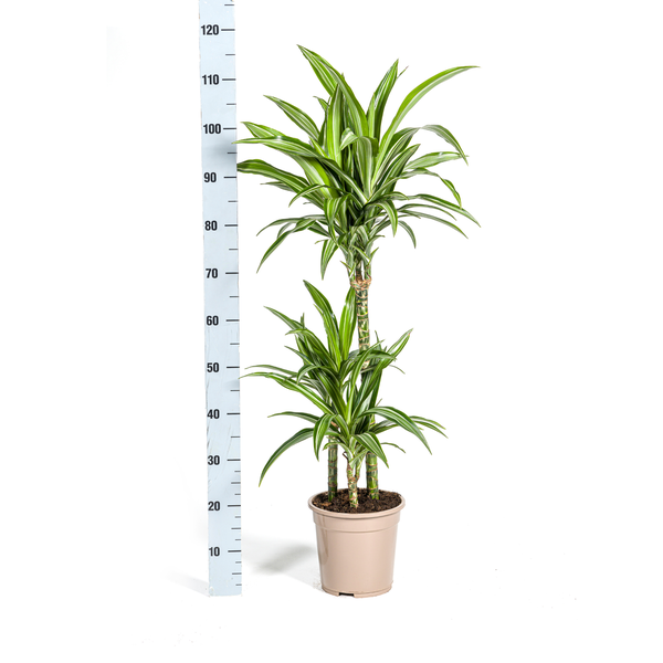 Dracaena Deremensis "White Stripe" - Drachenbaum - (Ø21cm, ⭥100cm)