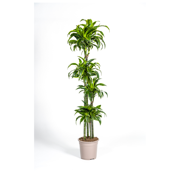 Dracaena Deremensis "Dorado" - Drachenbaum - (Ø27cm, ⭥180cm)