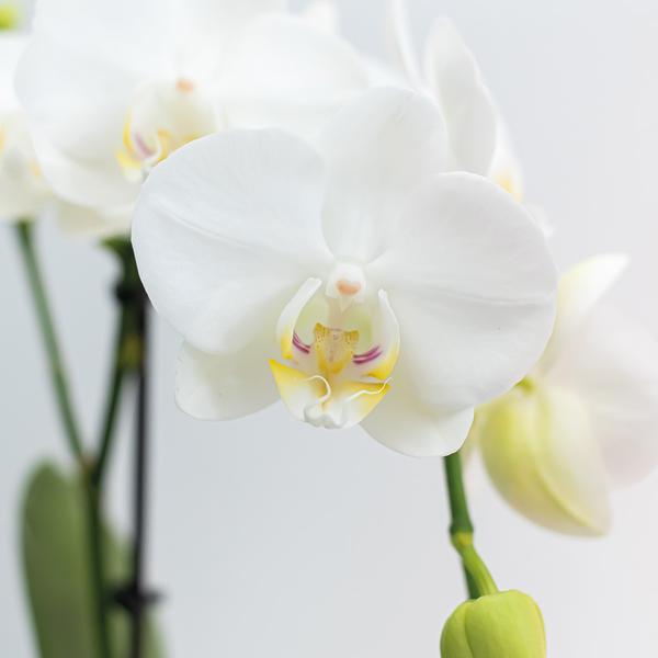 2er Set Phalaenopsis Orchideen - weiße Orchidee "Amabilis" - (Ø9cm)