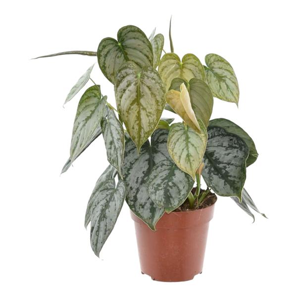 Philodendron Brandtianum - (Ø12cm, ⭥40cm)