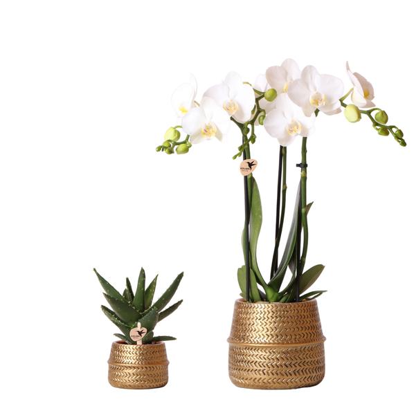 Design-Duo im Topf - Sukkulente Aloe Brevifolia und Phalaenopsis Orchidee "Amabilis" - inkl. goldenen Keramik Ziertöpfe - (Ø6 & 9cm, ⭥15 & 35cm)