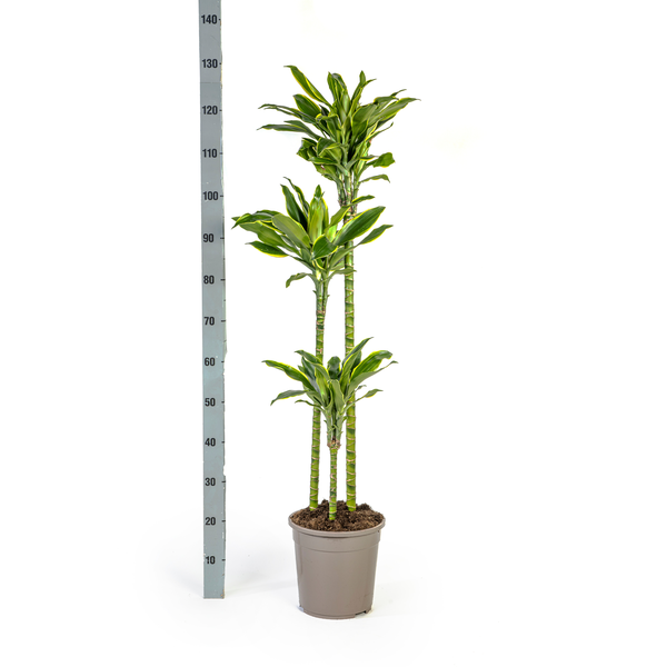 Dracaena Fragrans "Golden Coast" - Drachenbaum - 〈⭥140cm〉