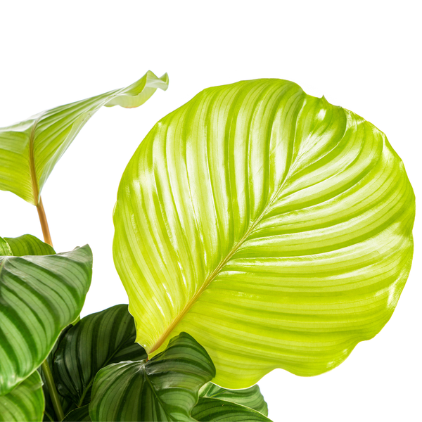 Pflanzenset "Calathea Blattzauber" - Tierfreundlich - (Ø17cm, ⭥50cm)