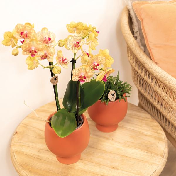 Phalaenopsis Orchidee - orangene Orchidee "Jamaica" - (Ø9cm)