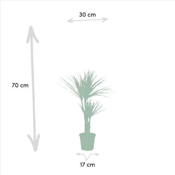 2er Set Dracaena "Drachenbaum" - (Ø17cm, ⭥70cm)