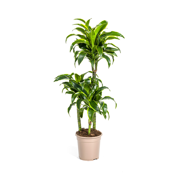 Dracaena Deremensis "Dorado" - Drachenbaum - (Ø21cm, ⭥110cm)