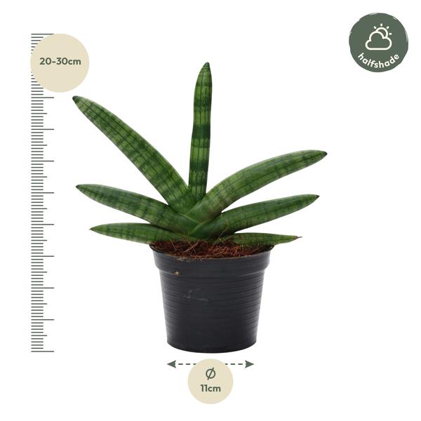 Sansevieria Skyline - Bogenhanf - (Ø10,5cm, ⭥30cm)