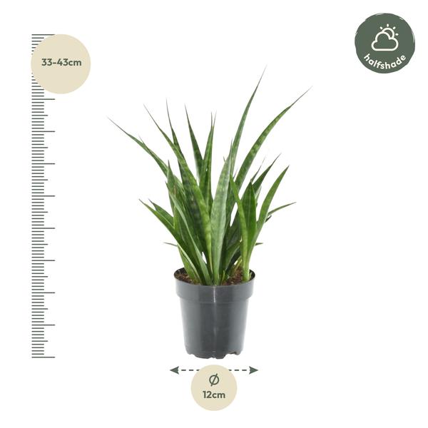 Pflanzenset "Sansevieria Favorit" - Pflegeleicht - (Ø10,5 & 12cm, ⭥43-50cm)