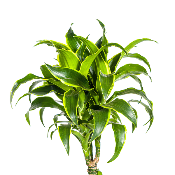 Dracaena Deremensis "Dorado" - Drachenbaum - (Ø24cm, ⭥130cm)