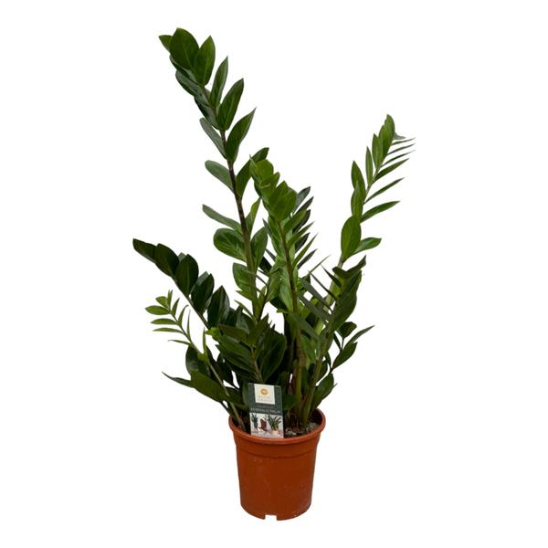 Zamioculcas "Glücksfeder" - (Ø17cm, ⭥75cm)