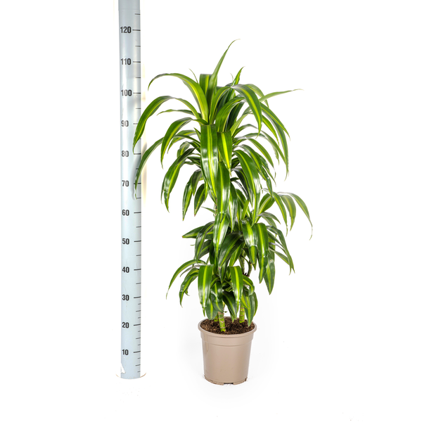 Dracaena Deremensis "Hawaiian Sunshine" - Drachenbaum - (Ø21cm, ⭥100cm)