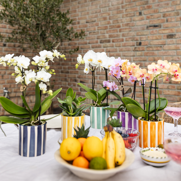Weiße Orchidee "Lausanne" - ⭥35cm - mit Ziertopf Painted Stripe in Türkis