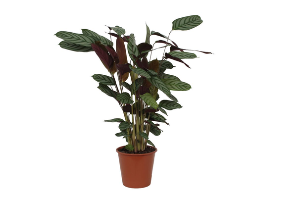 Pflanzenset "Calathea Blattduo 2" - Tierfreundlich - Calathea Maui Queen + Compactstar