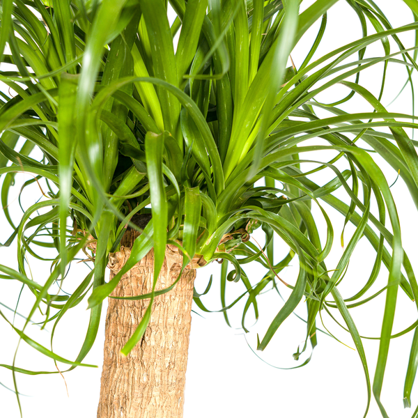 Beaucarnea Recurvata "Ponytail-Palme" - (Ø24cm, ⭥100cm)