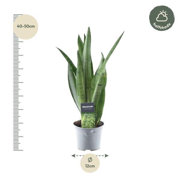 Pflanzenset "Sansevieria Kollektion" - 5 pflegeleichte Sansevieria - (Ø10,5-12cm, ⭥33-50cm)