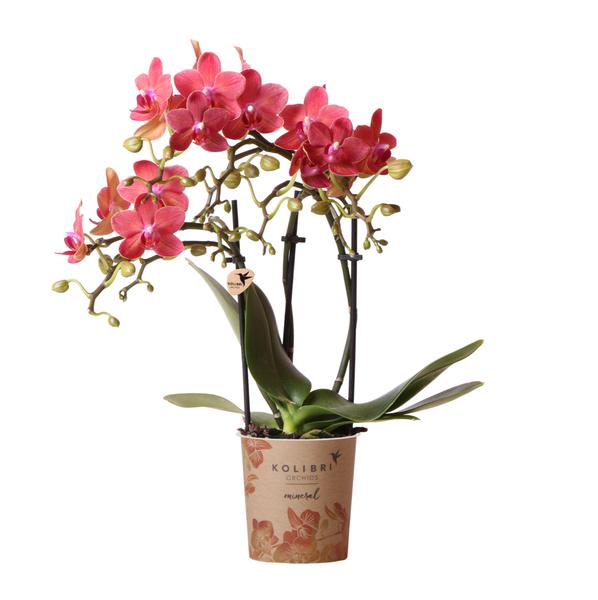 Phalaenopsis Orchidee - rote Orchidee "Kongo" - (Ø9cm)