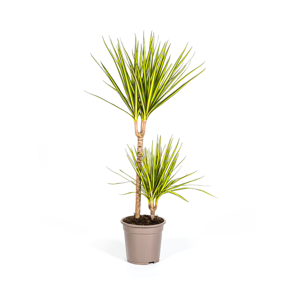 Dracaena Marginata "Sunray" - Drachenbaum - (Ø19cm, ⭥90cm)