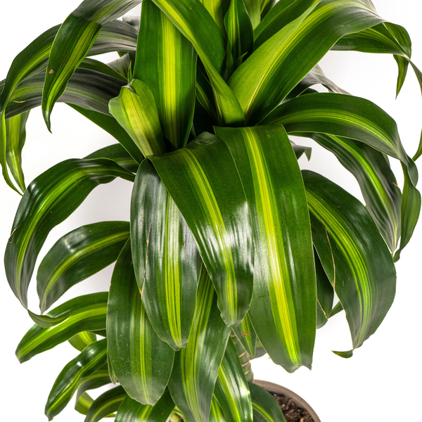 Dracaena Deremensis "Hawaiian Sunshine" - Drachenbaum - (Ø19cm, ⭥80cm)