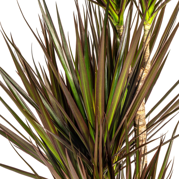 Dracaena Marginata "Magenta" - Drachenbaum - (Ø21cm, ⭥120cm)