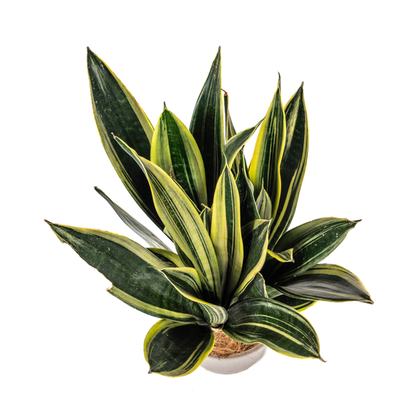 Sansevieria Trifasciata "Canary" - Bogenhanf - (Ø17cm, ⭥55cm)