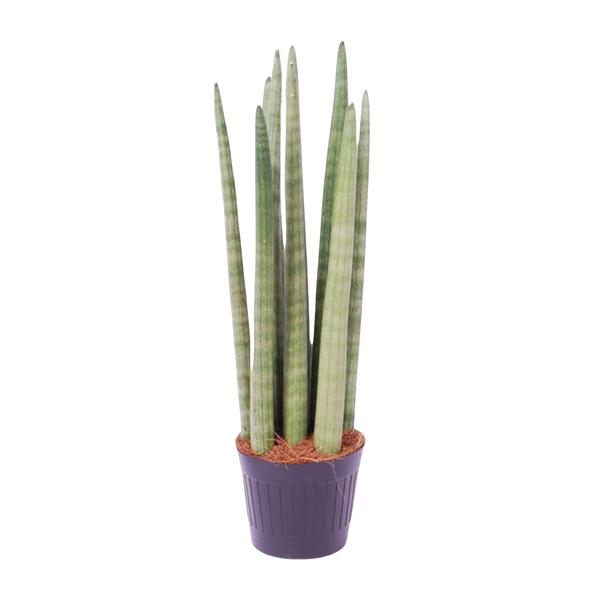 Sansevieria Cylindrica "Spaghetti" - Bogenhanf - (Ø10,5cm, ⭥45cm)