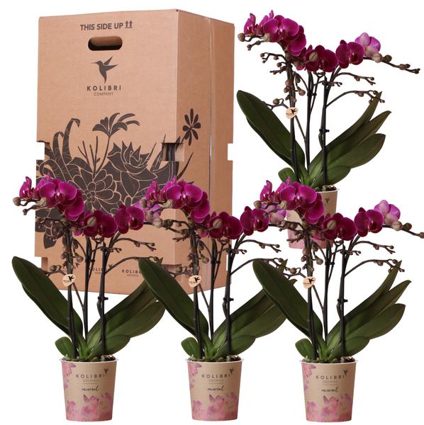 4er Überraschungsbundle Phalaenopsis Orchideen - einfarbige Orchideen - (Ø9cm)