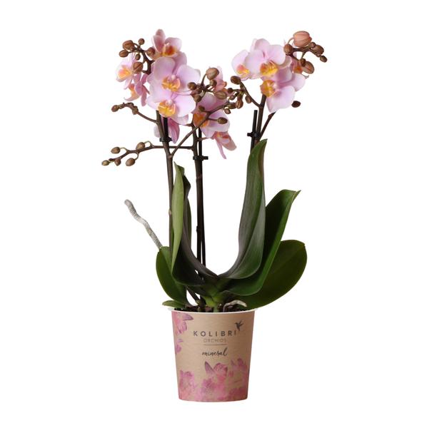 Phalaenopsis Orchidee - rosa Orchidee "Andorra" - (Ø9cm)