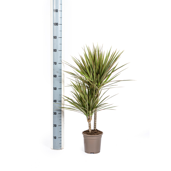 Dracaena Marginata "Bicolor" - Drachenbaum - (Ø17cm - ⭥60cm)