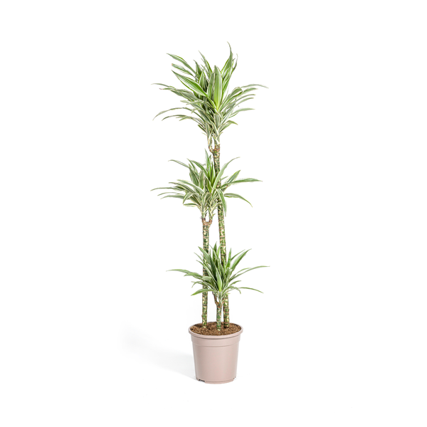 Dracaena Deremensis "White Stripe" - Drachenbaum - (Ø24cm, ⭥140cm)