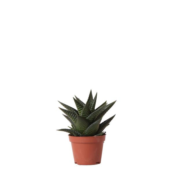 Sukkulente Haworthia Limifolia "Filefarn-Haworthie" - (Ø6cm - ⭥11cm)