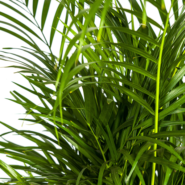 Dypsis Lutescens "Areca-Palme" - (Ø21cm, ⭥110cm)