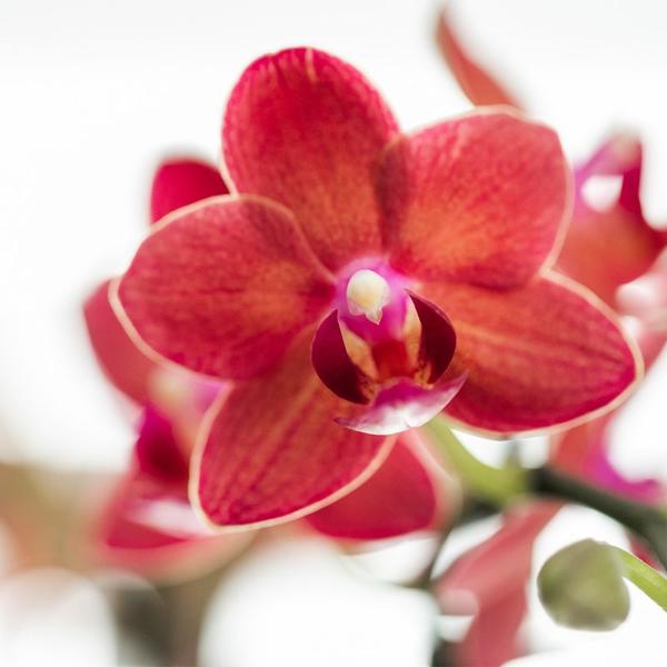 Rote Orchidee "Kongo" - ⭥35cm - mit Ziertopf Diabolo in Cremeweiß