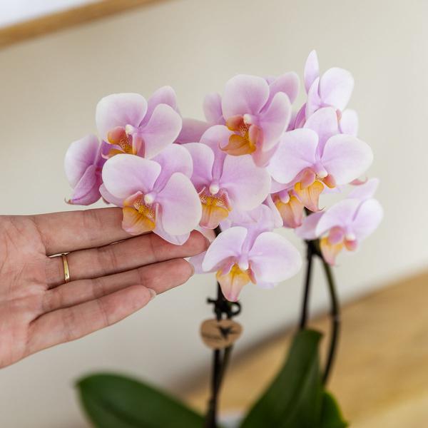 Phalaenopsis Orchidee - rosa Orchidee "Andorra" - (Ø9cm)