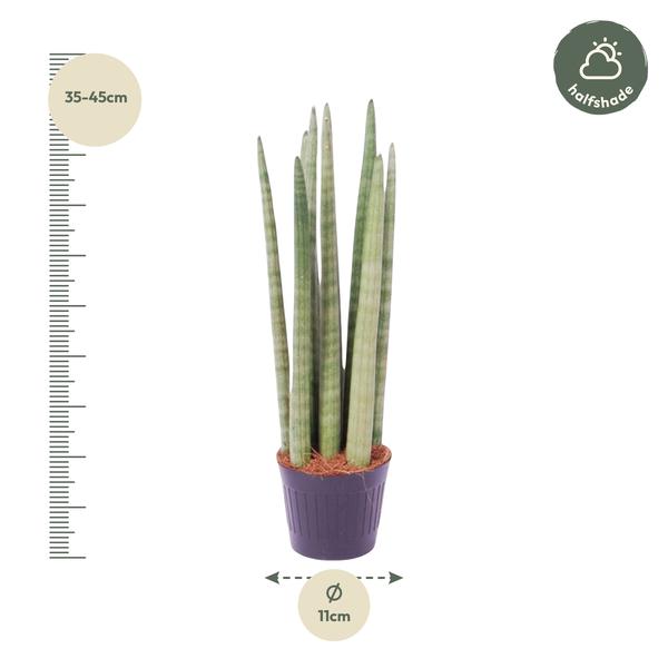 Pflanzenset "Sansevieria Style" - 3 pflegeleichte Sansevieria - (Ø10,5cm, ⭥20-45cm)