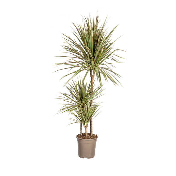 Dracaena Marginata "Bicolor" - Drachenbaum - (Ø21cm, ⭥120cm)