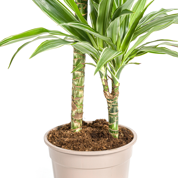 Dracaena Deremensis "White Stripe" - Drachenbaum - 〈⭥80cm〉