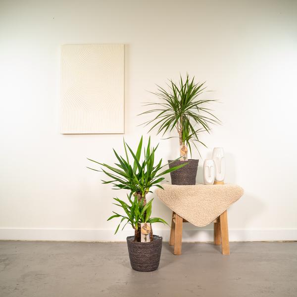 "Dream-Team" - Dracaena - (Ø17cm, ⭥70cm) + Yucca - (Ø17cm, ⭥90cm)