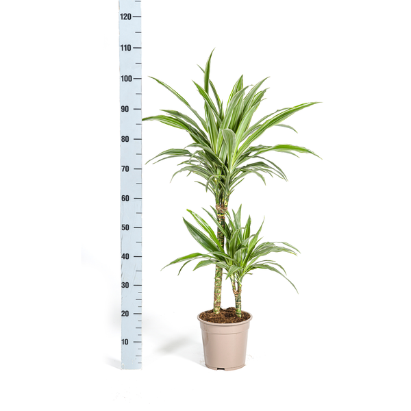 Pflanzenset "Dracaena 80cm Trio" - Pflegeleicht - Hawaiian Sunshine + Lemon Lime + White Stripe