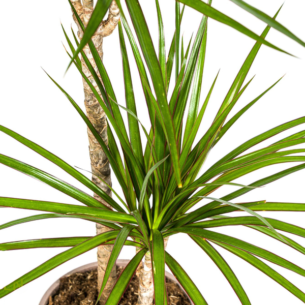 Dracaena Marginata "Green" - Drachenbaum - (Ø19cm, ⭥80cm)