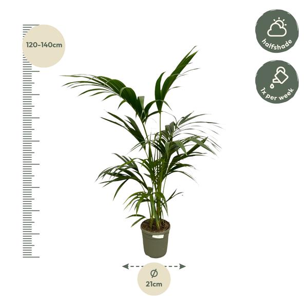 Howea Forsteriana "Kentia Palme" - 〈⭥130cm〉