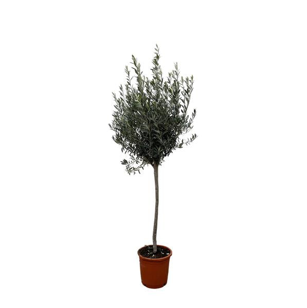 Olea Europaea "Olivenbaum" - (Ø24cm, ⭥160cm)