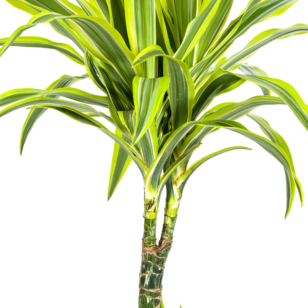 Dracaena Deremensis "Lemon Lime" - Drachenbaum - (Ø21cm, ⭥100cm)