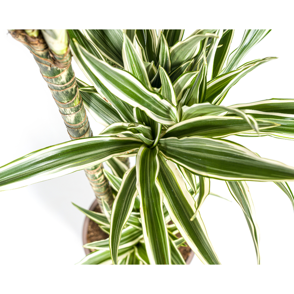 Dracaena Deremensis "White Stripe" - Drachenbaum - (Ø27cm, ⭥180cm)