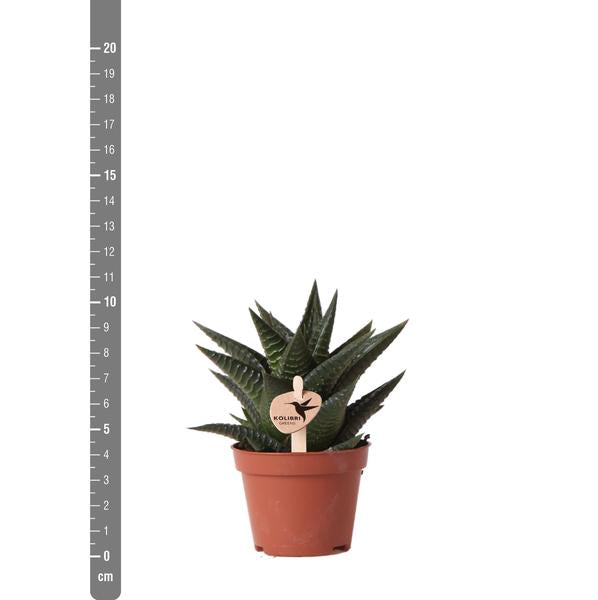 Sukkulente Haworthia Limifolia "Filefarn-Haworthie" - 〈⭥11cm〉