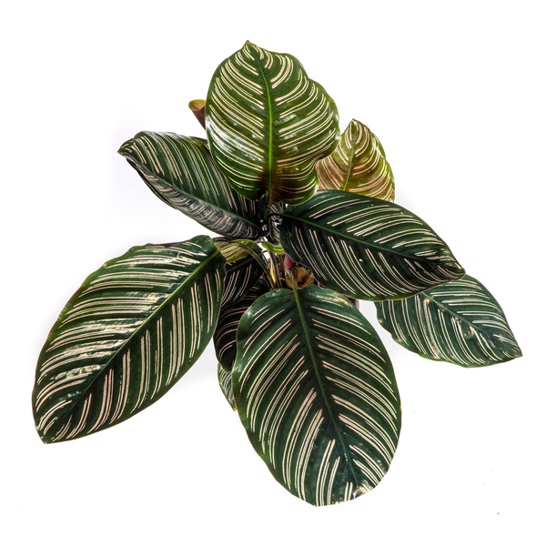 Pflanzenset "Calathea Blattzauber" - Tierfreundlich - (Ø17cm, ⭥50cm)