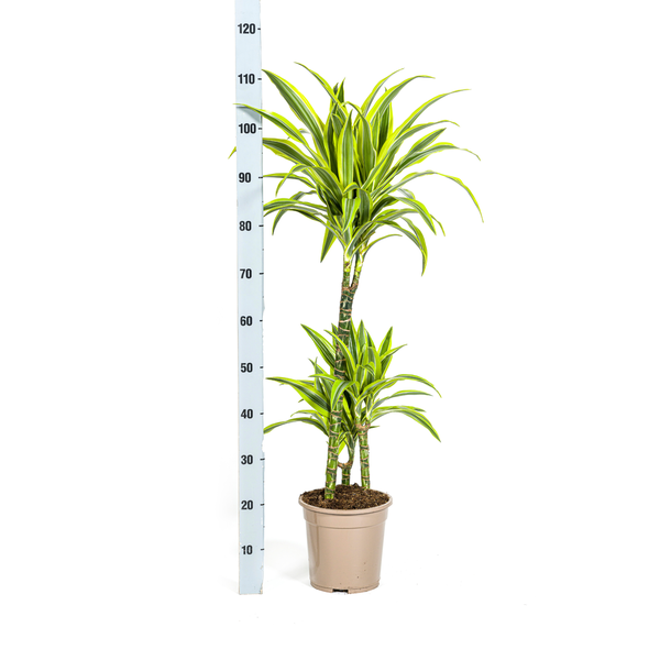 Dracaena Deremensis "Lemon Lime" - Drachenbaum - 〈⭥100cm〉