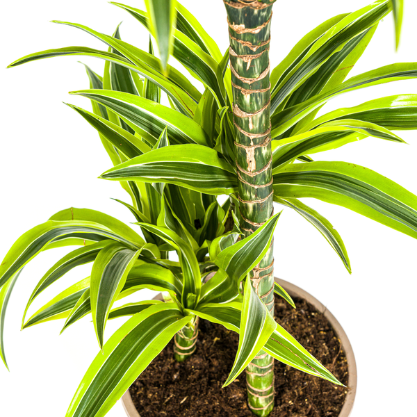 Dracaena Deremensis "Lemon Lime" - Drachenbaum - (Ø21cm, ⭥100cm)