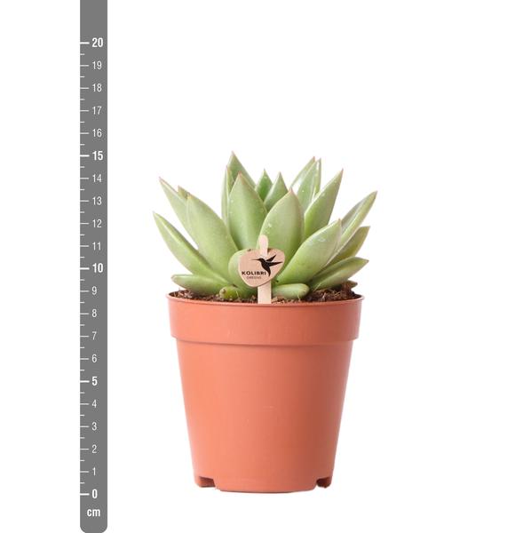 Sukkulente Echeveria Miranda - 〈⭥15cm〉